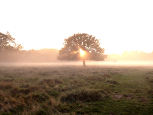 05.flarethrutreebushyparkWS