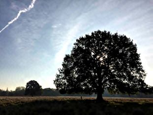 09.silhouettebushyparkWS