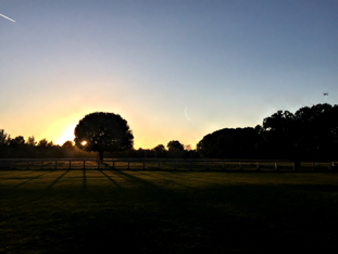 19.longshotbushyparkWS