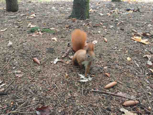 20.PolishredsquirrelWS